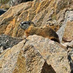 Marmot