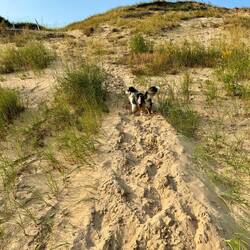 Moki climbed four times