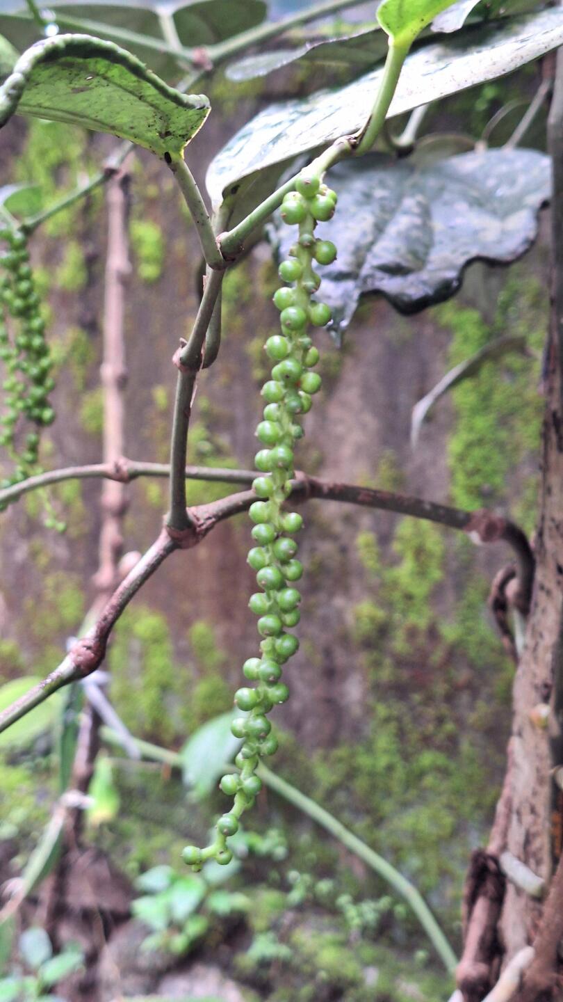 Wir waren da, wo der Pfeffer wächst