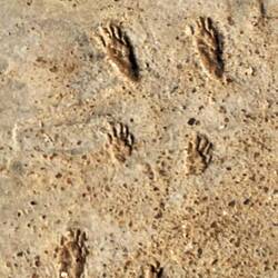 Da ist wohl wer durch den nassen Beton gelaufen sein.