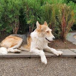 Eventuell entfernte Verwandtschaft von Herrn Linguini?!