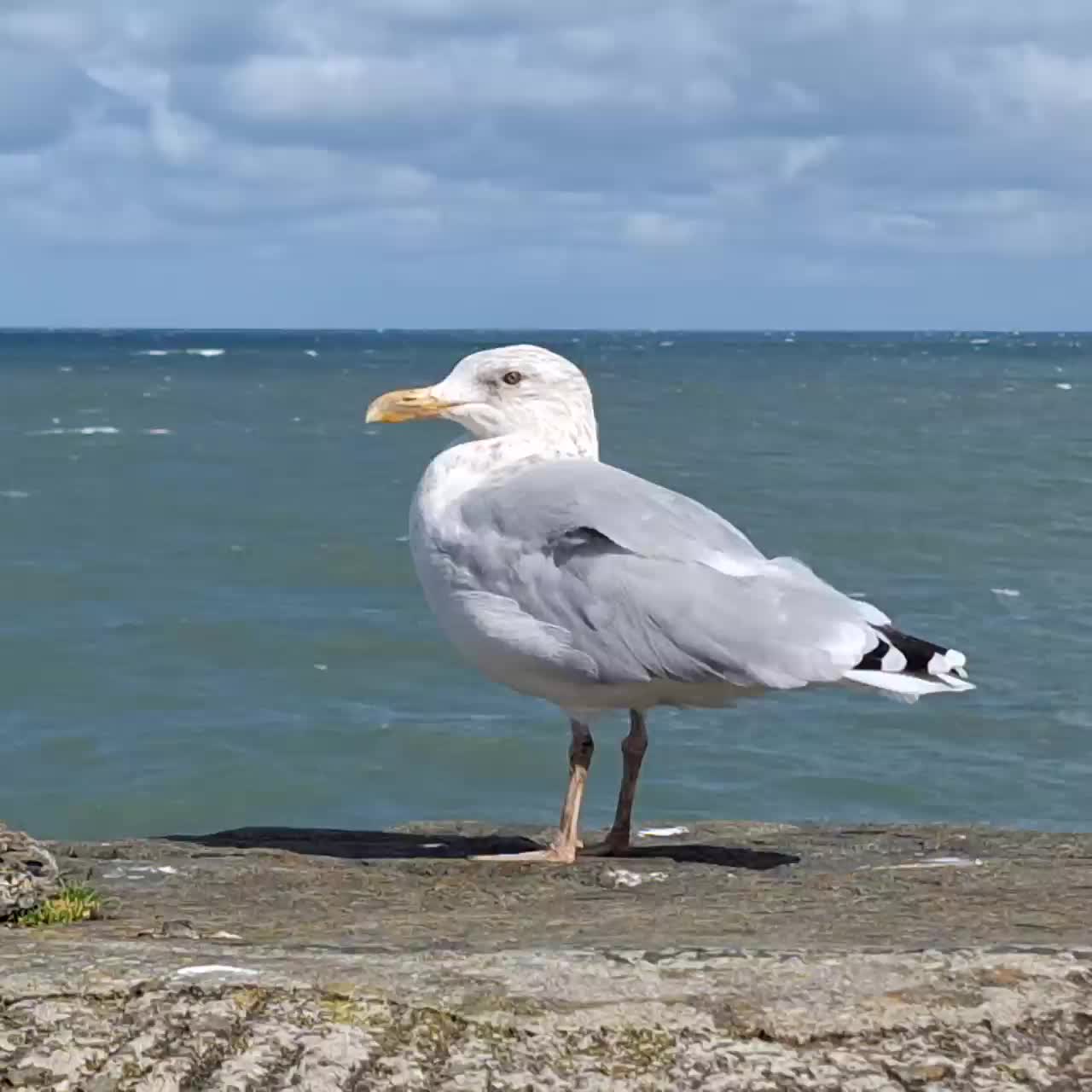 Standhafte Möve mit Topmodel Qualitäten. 😂