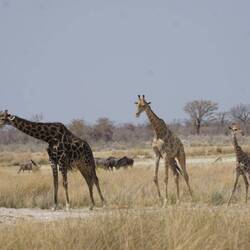 Familiä Giraff 🦒