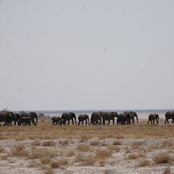 riesigi Elefantäherdä ufem weg zum Wasser