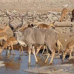 Grosser Kudu