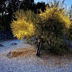 Olivenbaum mal anders 😊