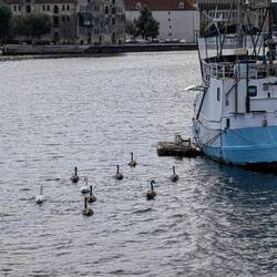 Schwanengroßfamilie