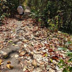 Leaves were so crunchy and colorful