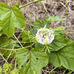 ... sieht sie nicht toll aus ❔