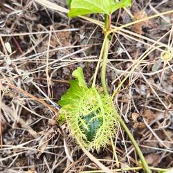 Hier wächst eine Passionsblume 💮