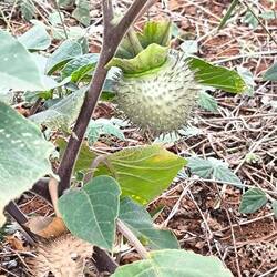 Die Frucht des Stechapfels
