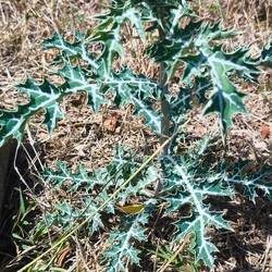 Der Einzelgänger, mexikanischer Stachelmohn