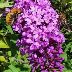 Buffet für Hummel und Bienchen