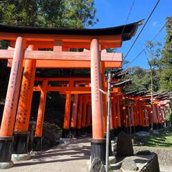 Allée de Torii