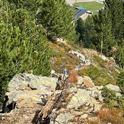 Murmeltier am Steig.... Oder eher ein Kletterhörnchen?