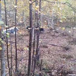 Die Yaks kommen auf Blitz Besuch🙉