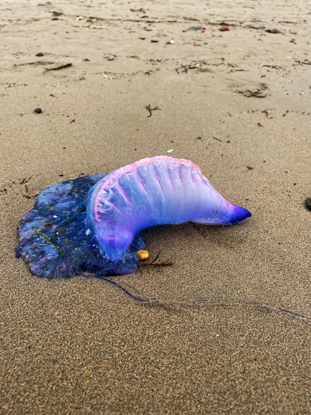 Portugiesische Galeere