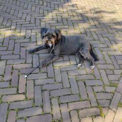 Hund streikt