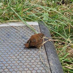 A baby wren turned up on our step. Vicky put it in the bushes with some water. Hopefully it'll be ok