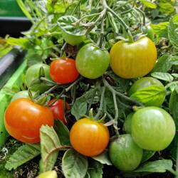 The vine tomatoes have done well this year