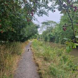 Rainboat's mooring in the background. The berries are ripening quickly!