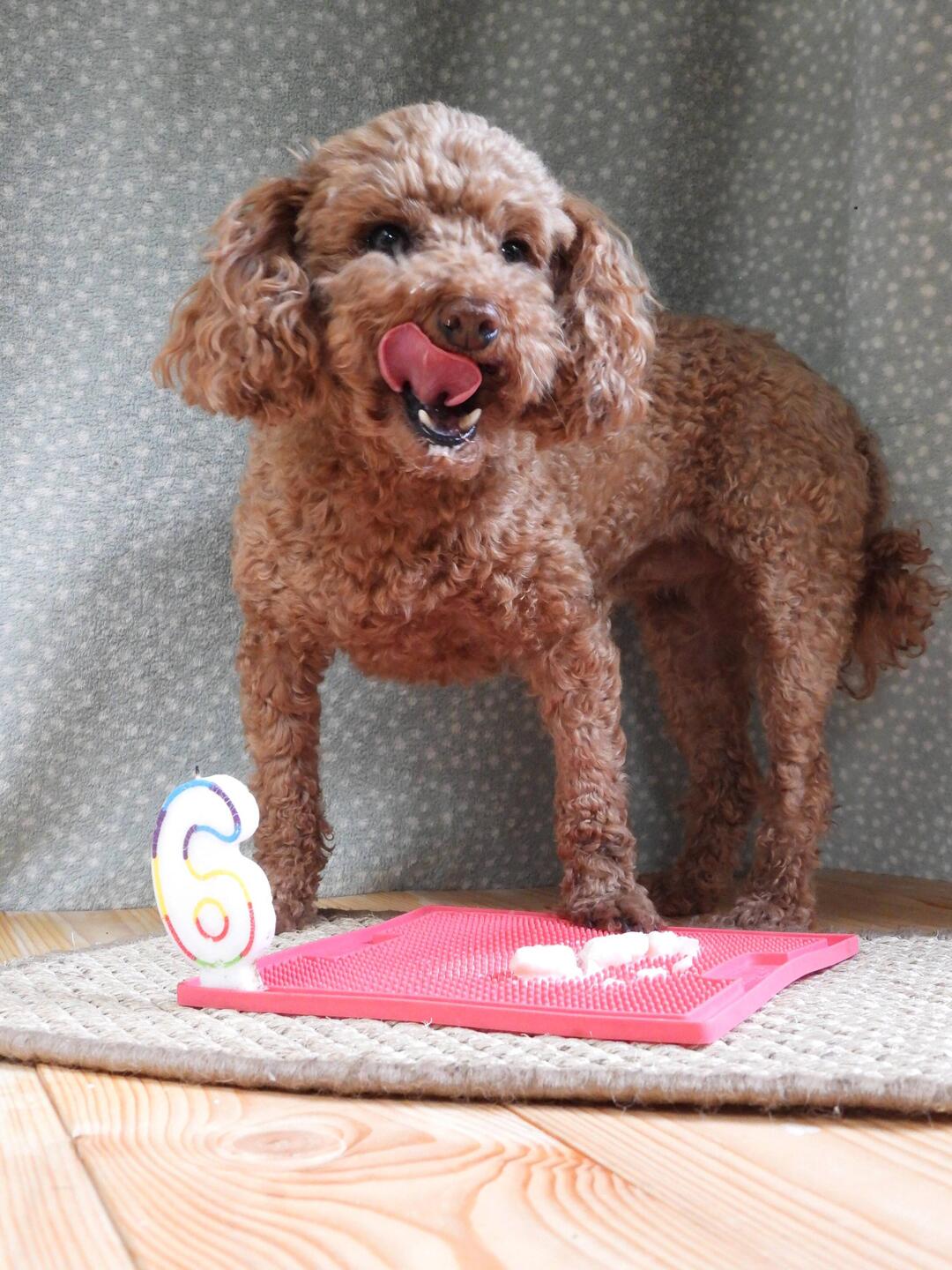 Happy 6th Birthday Tiger Lilly! Celebrating with frozen strawberry yoghurt 😋