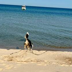 Moki really enjoyed running the beach and the water!!