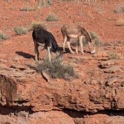 Wild donkies