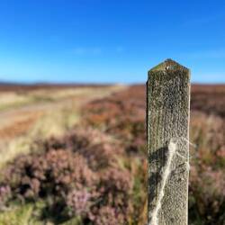 im Hochmoor