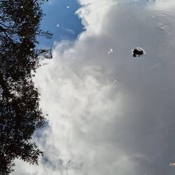 Ganz viele kleine Schildkröten die immer wieder ihre Köpfe aus dem Wasser streckten 😅