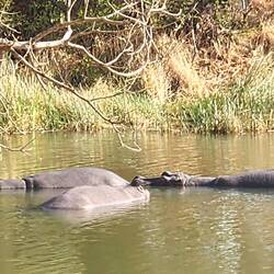 Hippos Relaxing in Lake