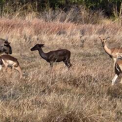 Wilderbeast, Rare Black Impala, Impalas