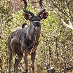 Male Kudu