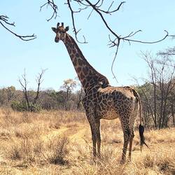 Giraffe