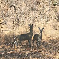 Cliff Springers