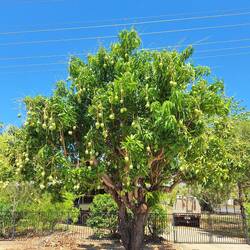 Mangobaum......leider noch nicht reif