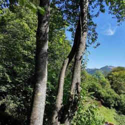 Interessante Wuchsform