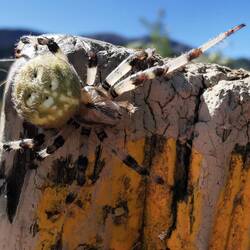 Vierfleckenkreuzspinne