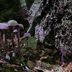 Und dennoch gibt's ein paar Pilze