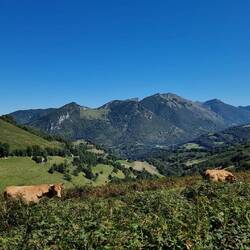 Hier führen offizielle Wanderwege oft direkt durch Kuhweiden