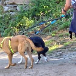 Dogs walking the Camino