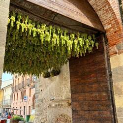 Grape Festival in Soave