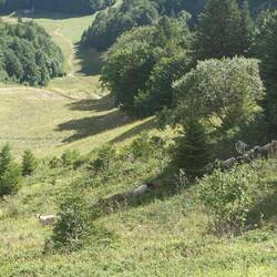Die Schafherde von der Farm