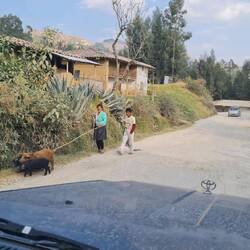 Schweine an der Leine