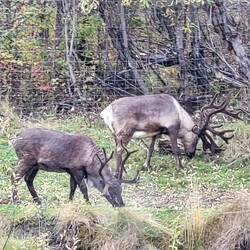 Reindeer ("domestic Caribou")