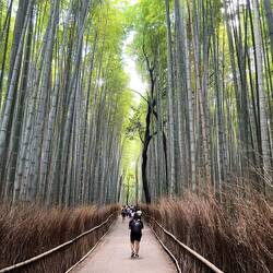 forêt de Sagano