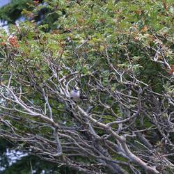 Clark’s Nutcracker