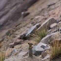 Golden-mantled Ground Squirrel