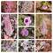 Pinks