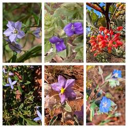 Lilac with a dash of crimson